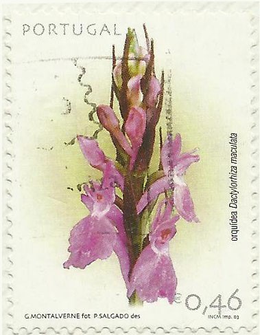 ORQUIDEA  ( DACLYLORHIZA MACULATA )