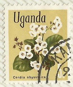 CORDIA ABYSINICA
