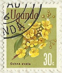 OCHNA OVATA