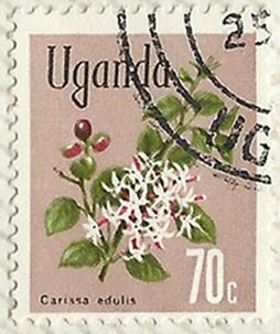 CARISSA EDULIS