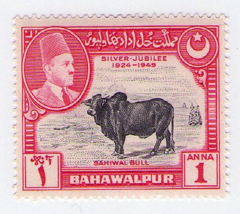 Bahawalpur - shaiwal bull
