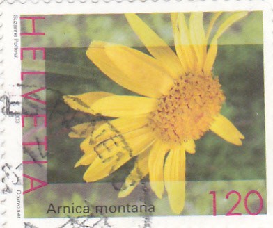 Flores silvestres -Arnica montana