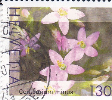 Flores silvestres -Centaurium minus