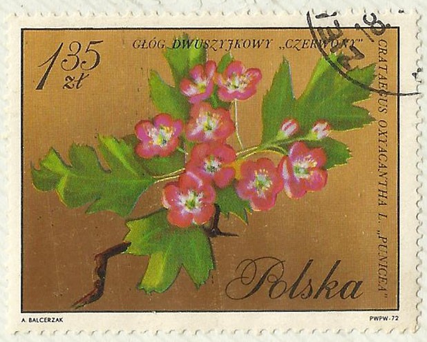 FLORES