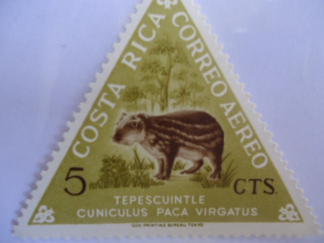 Tepescuintle Cuniculus Paca Virgatus (Guartinaja)