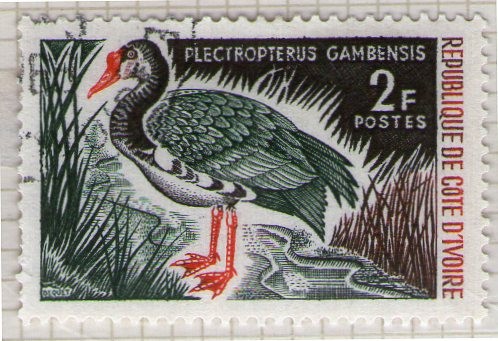 4 Plectropterus Ganbensis