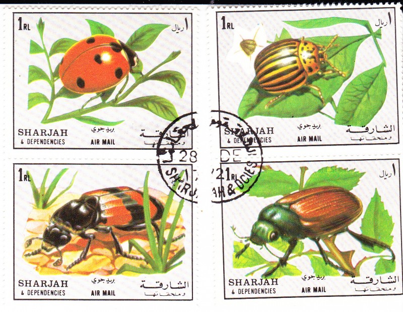SHARJAH- Insectos 