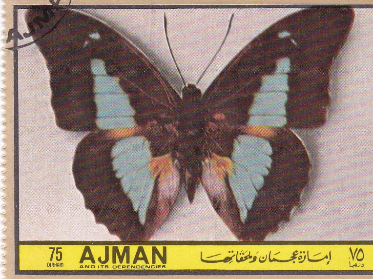 AJMAN -Mariposas