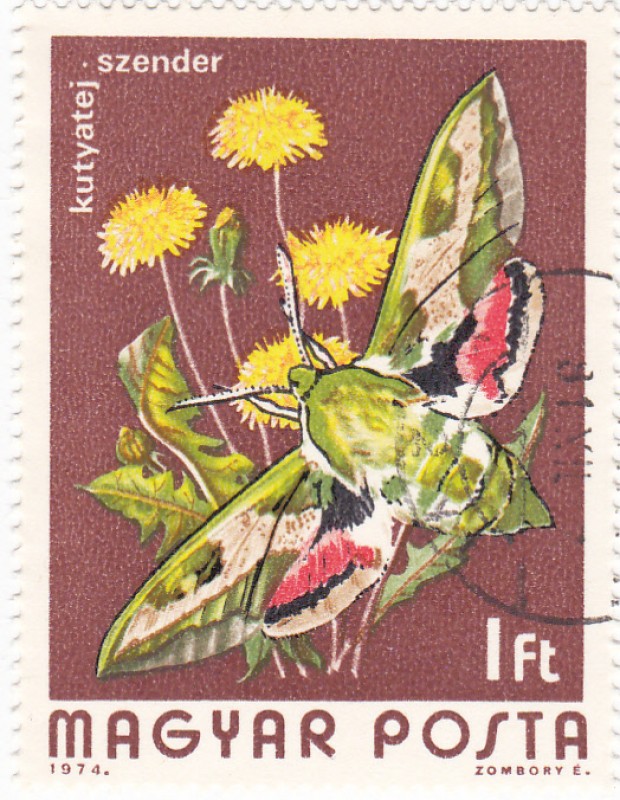 Mariposas