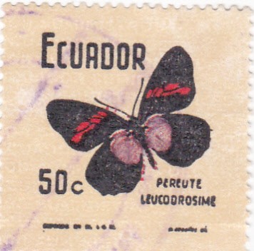 Mariposas-Pereute Leucodrosime