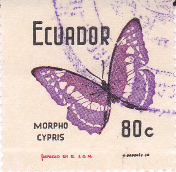 Mariposas -Morpho Cypris