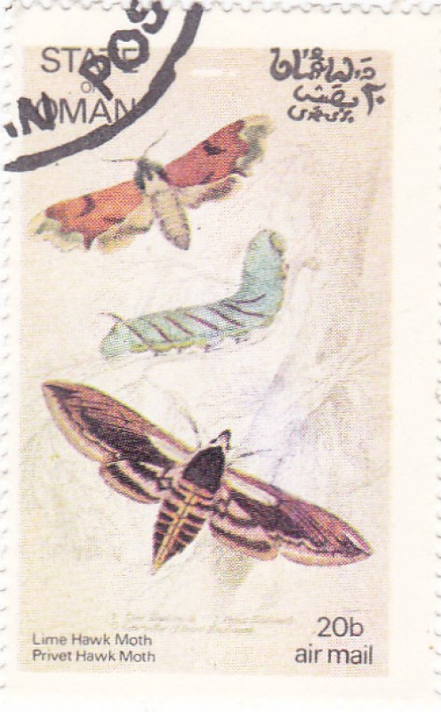 Mariposas y larvas - Hawk Moth