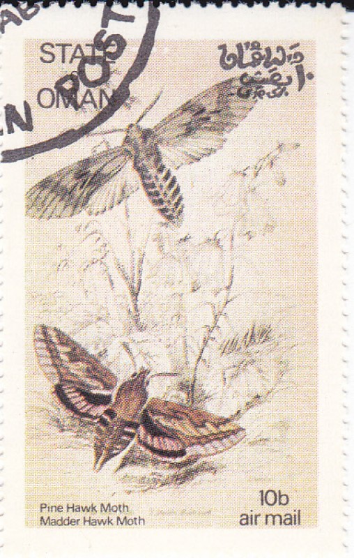 Mariposas y larvas -Pine Hawk Moth