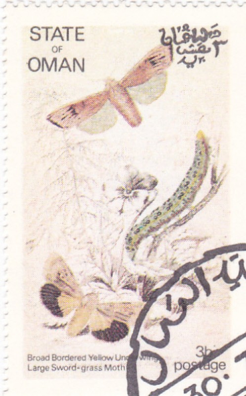 Mariposas y larvas -Broad bordered