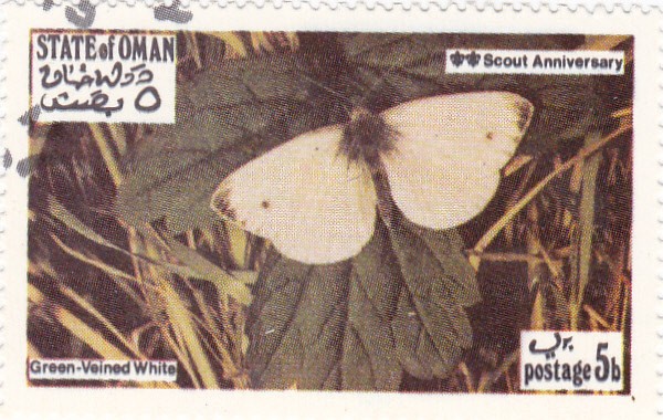 Mariposas -Green-Veined White