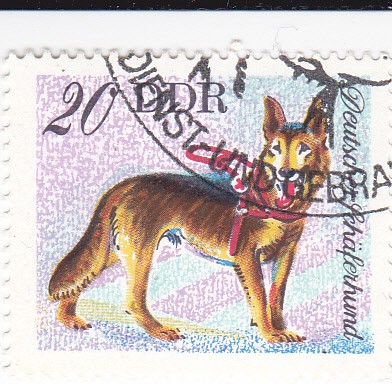 Perros de raza -SCHAFERHUND