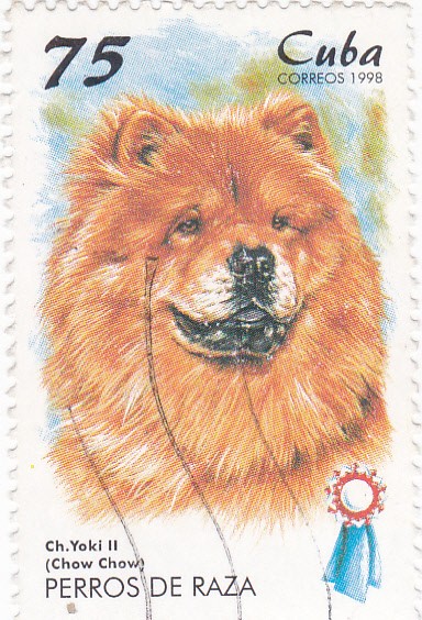 Perros de raza -CHOW-CHOW