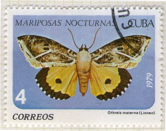 15 Mariposa nocturnas