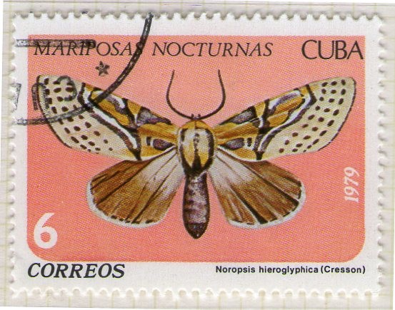 16 Mariposas nocturnas