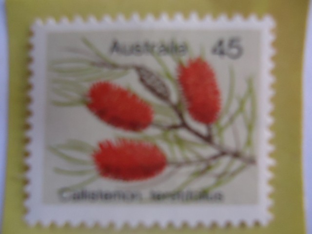 Callistemon  Teretitolius- Flor- (AJ-419)