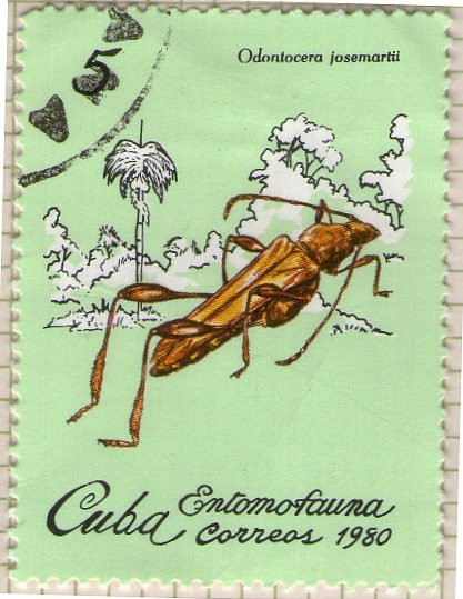 50 Entomofauna