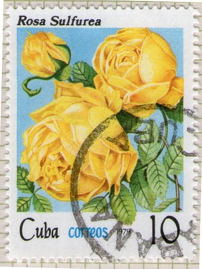 56 Rosa Sulfurea