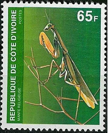 Mantis religiosa