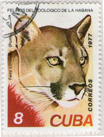 109 Felinos del zoológico de la Habana