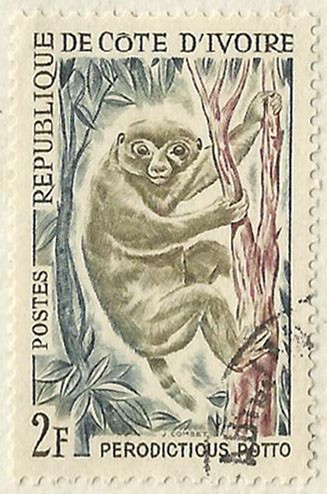 PERODICTIOUS POTTO