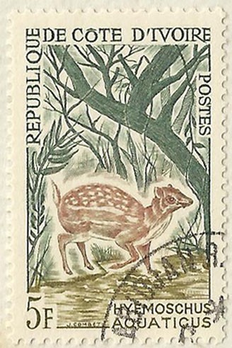 HYEMOSCHUS ACUATICUS