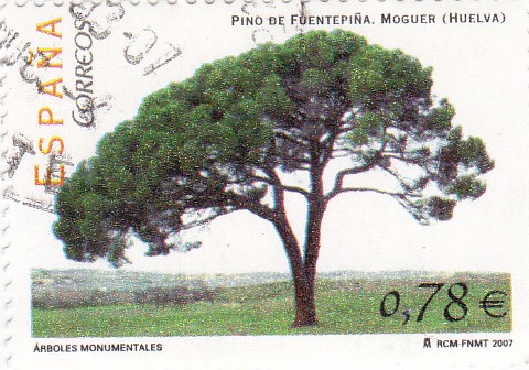 Pino de Fuentepiña- Moguer (Huelva)      (J)