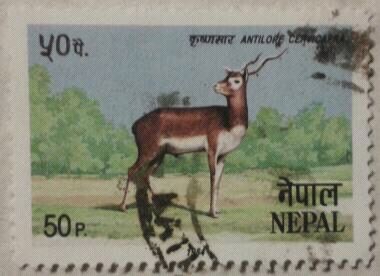 antilope cervicapra 1984