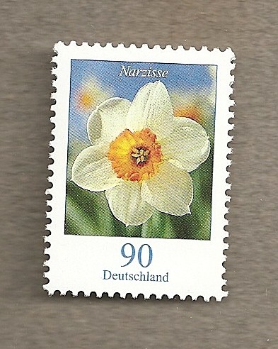 Flor de Narciso