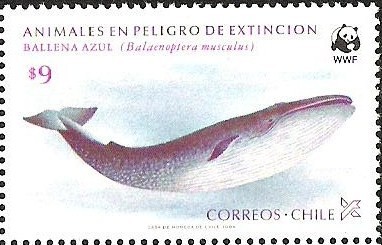 BALLENA AZUL - ANIMALES EN PELIGRO DE EXTINCION