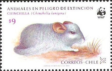 CHINCHILLA - ANIMALES EN PELIGRO DE EXTINCION