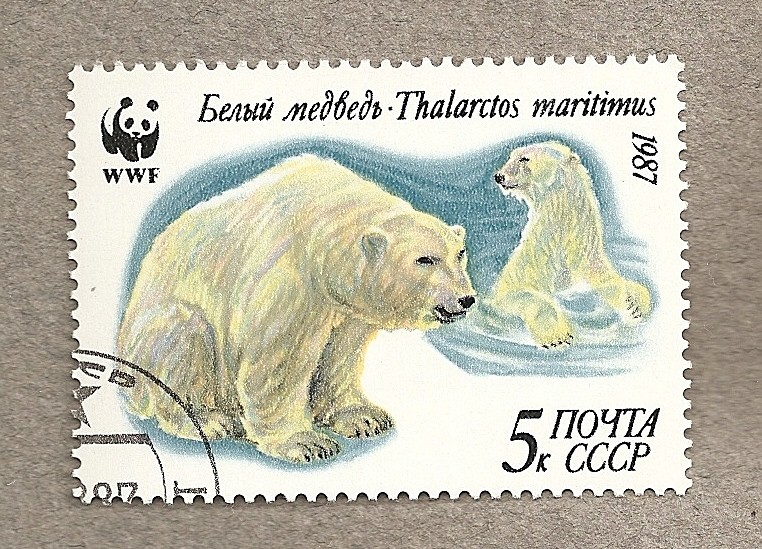 Oso polar Thalarctos maritimus