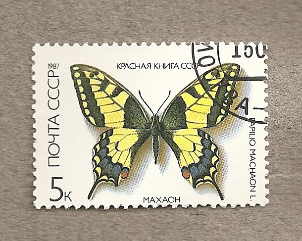 Mariposa Papilio machaon
