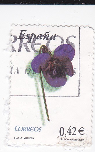 Flora-  Violeta     (k)