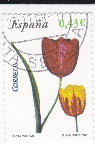 Flora-  Tulipan    (k)