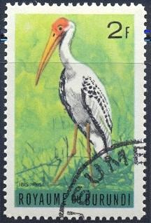 Ibis ibis