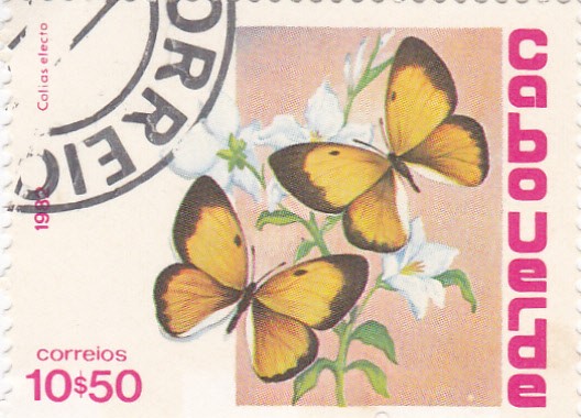 Mariposas-  Colias electo