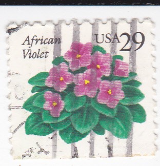 African Violet