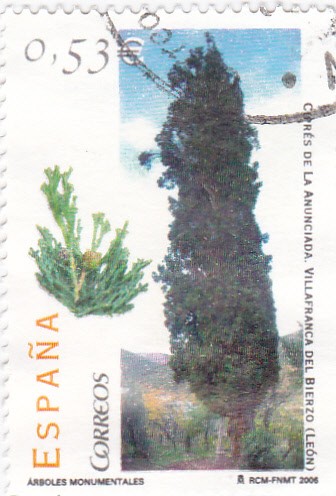 Arboles monumentales- Ciprés de la Anunciada -Villafranca del Bierzo (León)     (L)