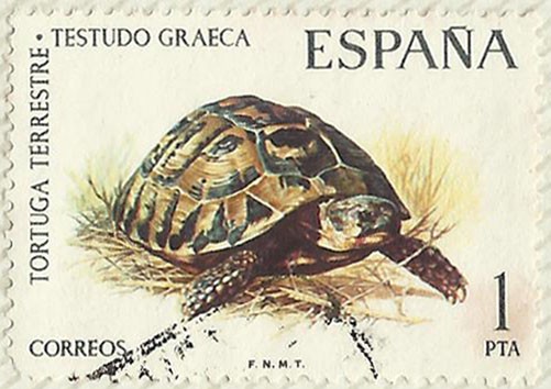 TORTUGA TERRESTRE