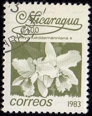 Cartleya fueddemanniana