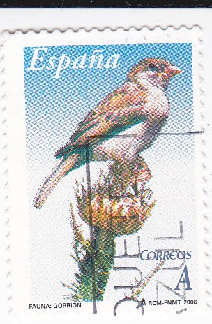 Fauna:  Gorrión                               (L)