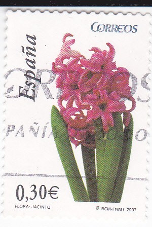 Flora- Jacinto    (L)
