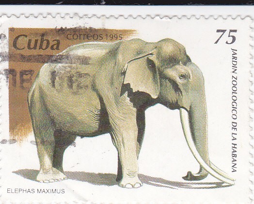 Jardín Zoológico de la Habana- Elephas Maximus