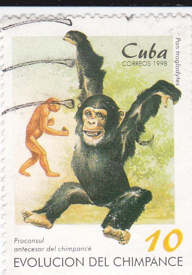 Evolución del Chimpancé