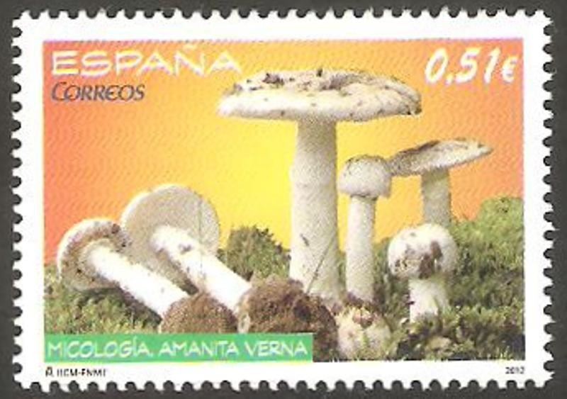 Micologia amanita verna